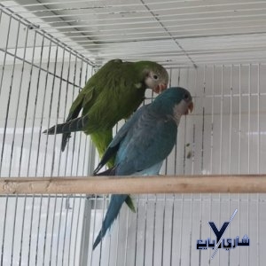 زوج كويكر من الببغاوات