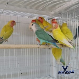 زوج لاف بيرد طيور