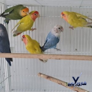 زوج لاف بيرد طيور