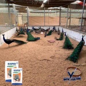 زوج طاووس هندي مع طعام خاص