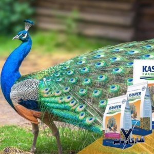 زوج طاووس هندي مع طعام خاص