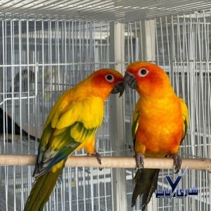 ذكر صنكنيور - ببغاء