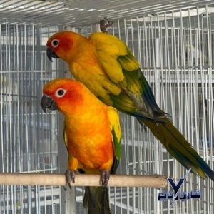 ذكر صنكنيور - ببغاء