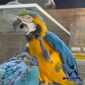 زوج ببغاء - مكاو  -بلو اند جولد