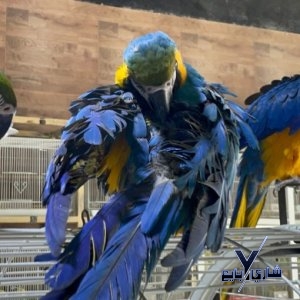 زوج ببغاء - مكاو  -بلو اند جولد