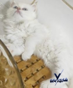 أنثي هيمالايا اورانج