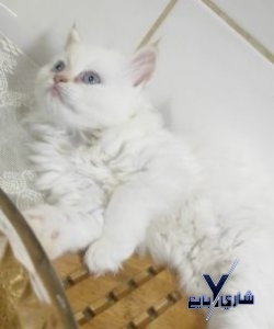 أنثي هيمالايا اورانج