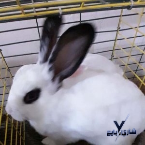 أرنب كاليفورنيا