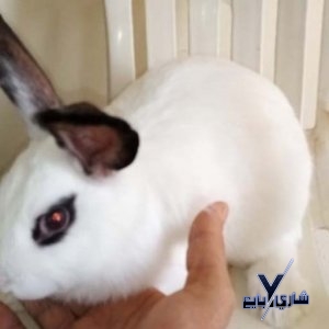 أرنب كاليفورنيا