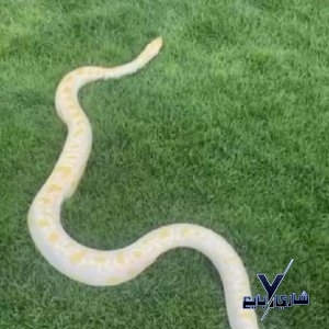 الأصلة -بورميس البينو مع حوض