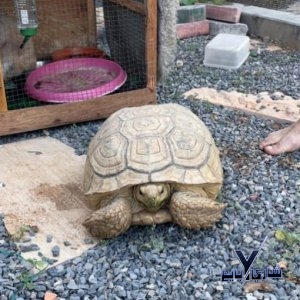 انثى سلحفاة امريكي