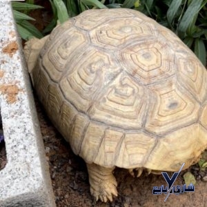 انثى سلحفاة امريكي