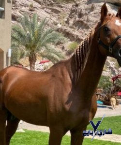 حصان عربي