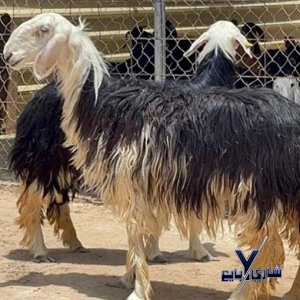 رخال نجدى بيور