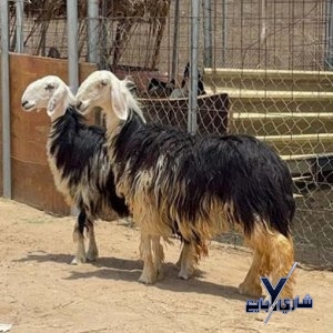 رخال نجدى بيور