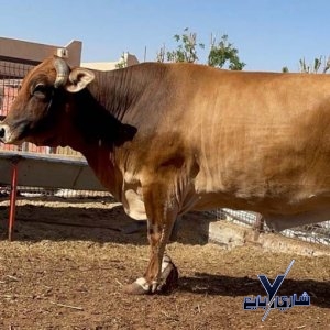 بقرة جيرسي باكستانى