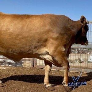 بقرة جيرسي باكستانى