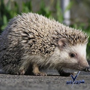 قنفذ هولندي